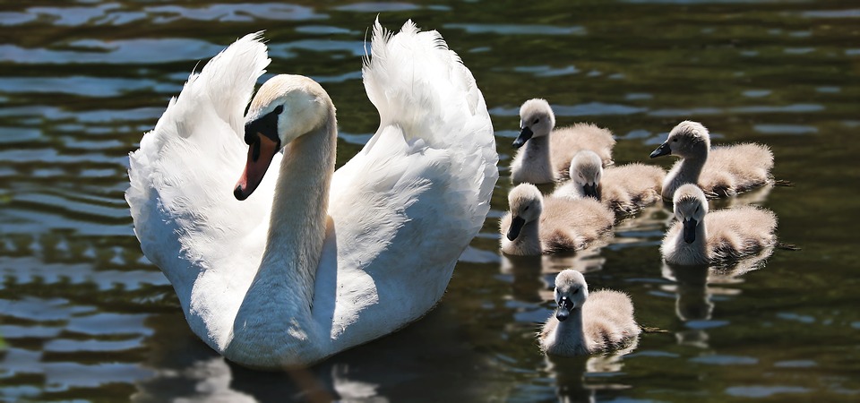 Auf den Schwan gebracht